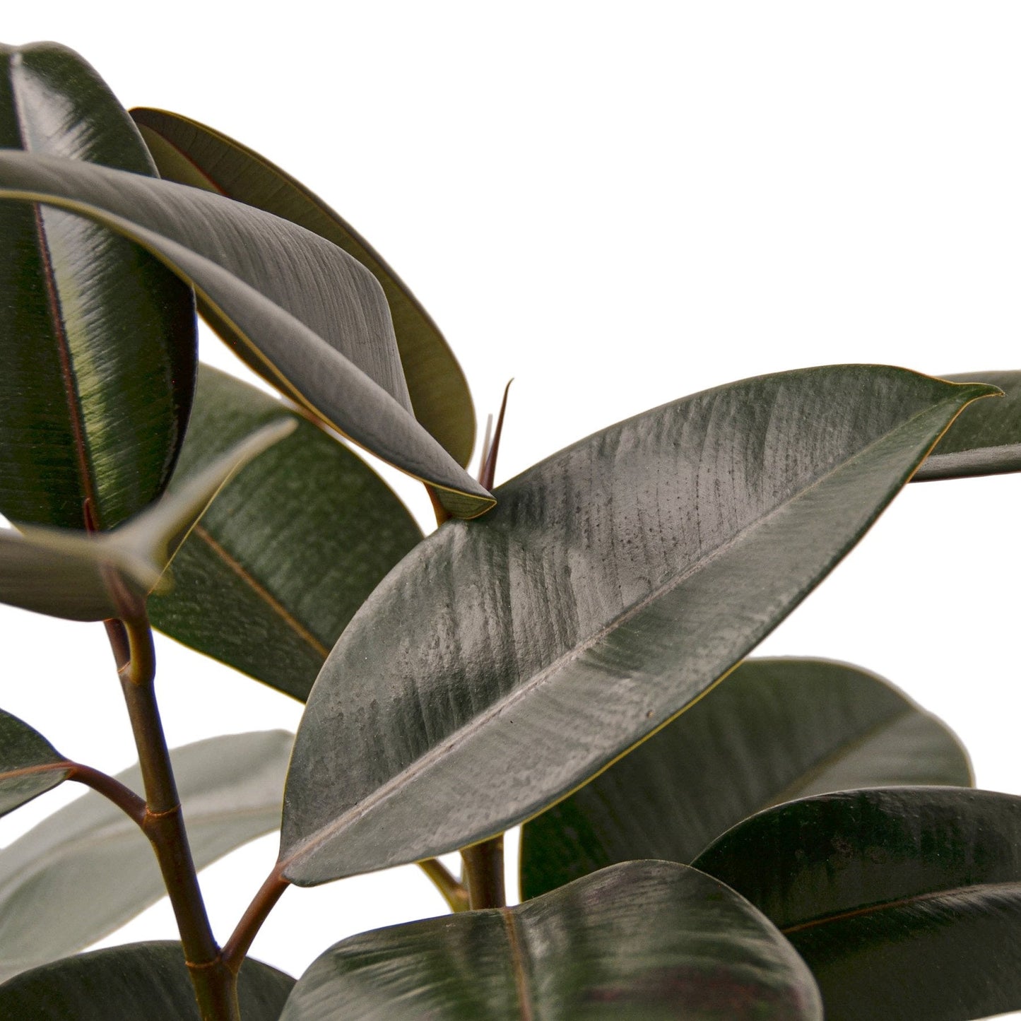 Close-up of a rubber plant with dark green leaves on a white background