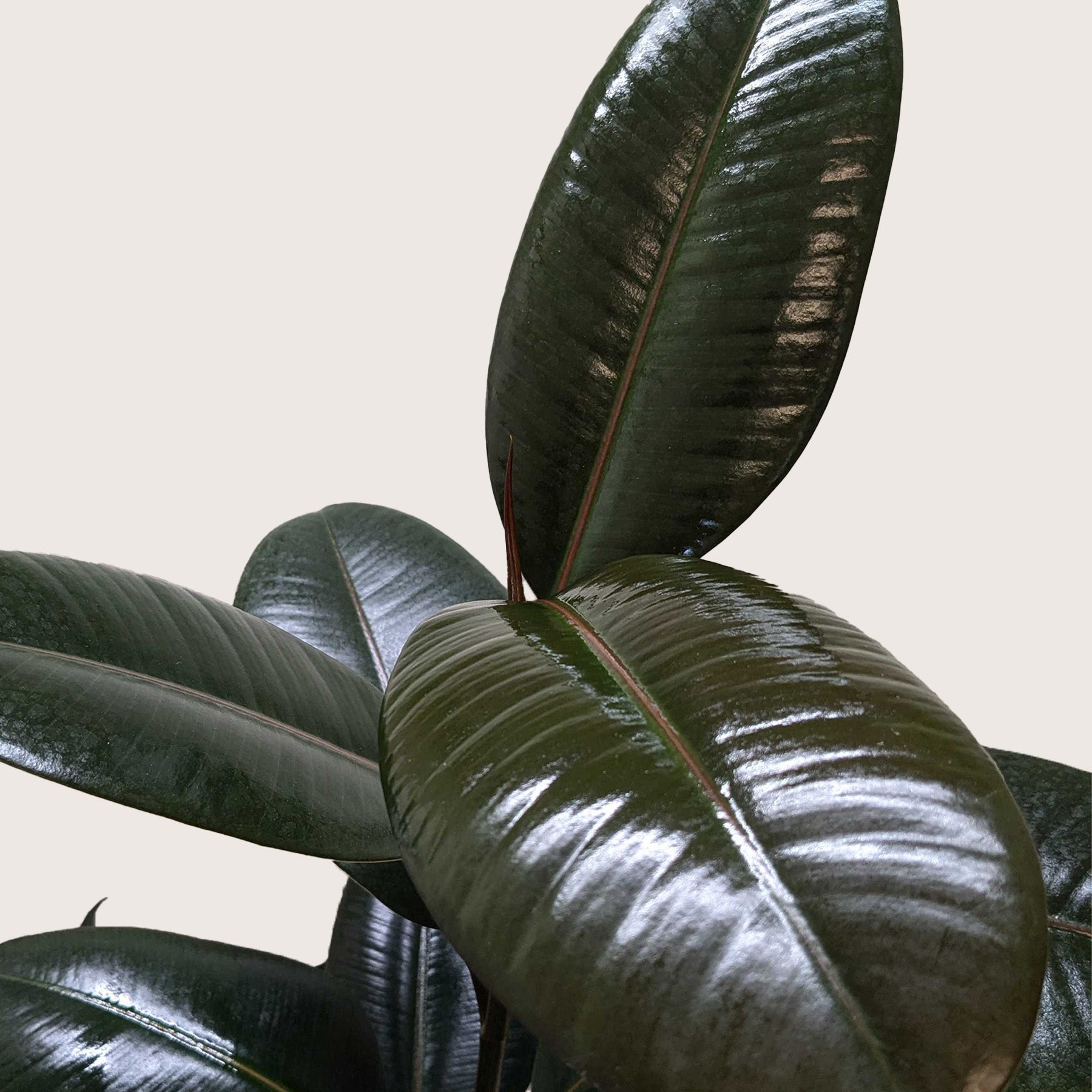 Close-up of a large green leaf with a plain background