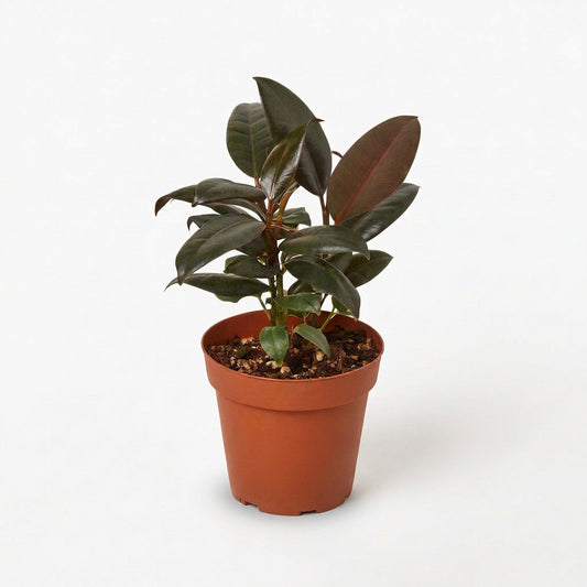 Potted ficus ‘elastica’ burgundy houseplant with burgundy leaves growing in a brown pot on a white background.