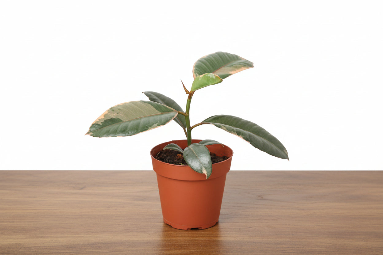Potted plant with green leaves on a white background