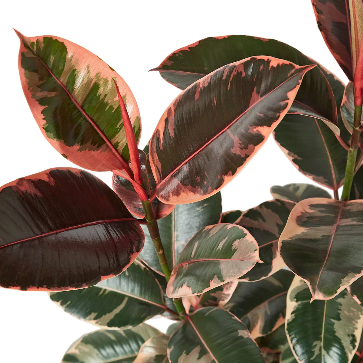 Close-up of a ficus ‘ruby pink’ variegated indoor plant with red and green leaves on a light background.