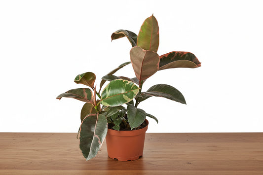 Potted plant with large green leaves on a white background