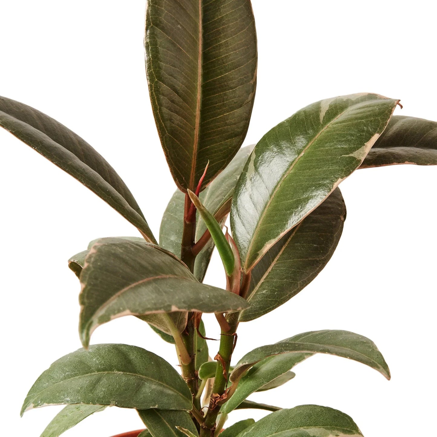 Close-up of a rubber plant with green leaves on a white background