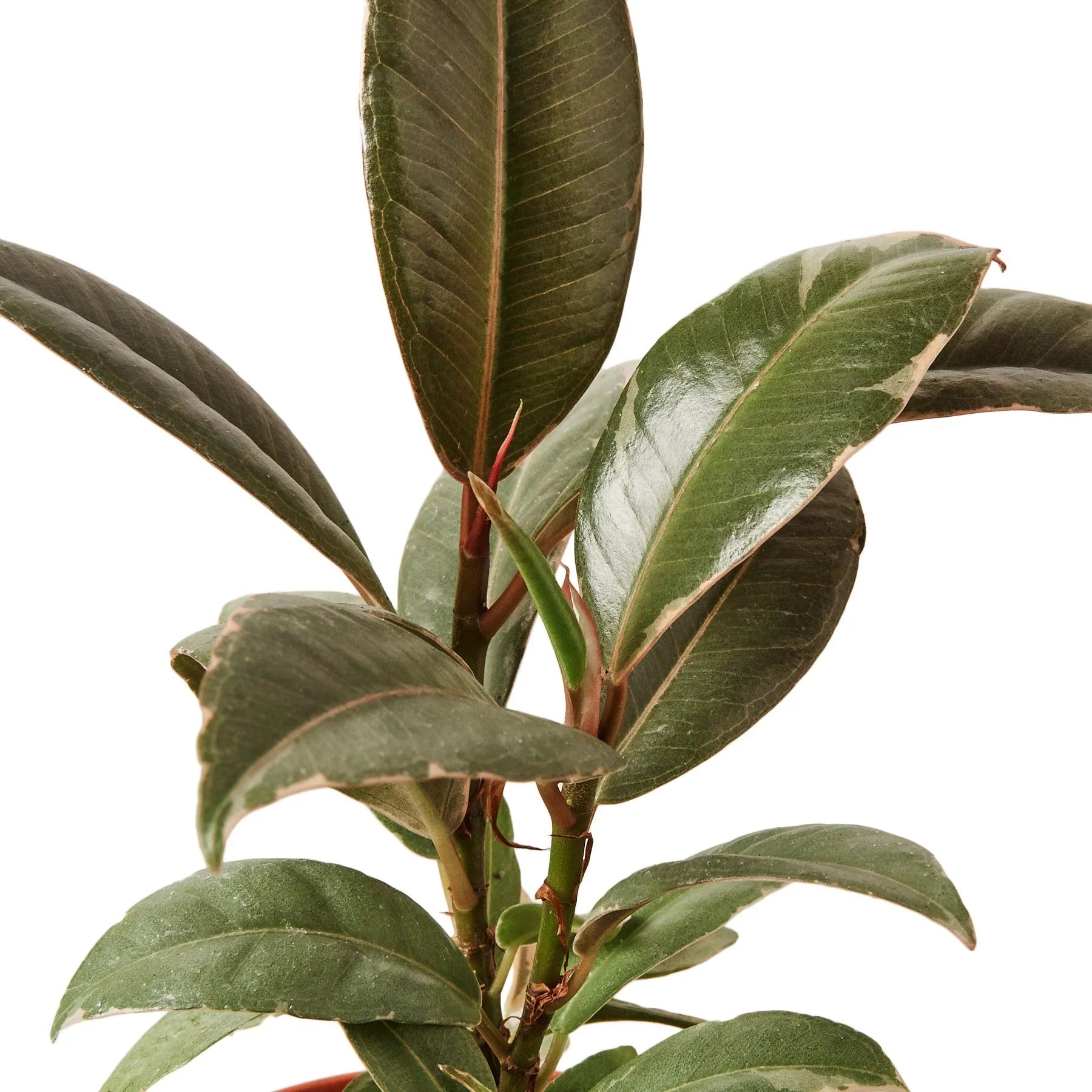 Close-up of a rubber plant with green leaves on a white background