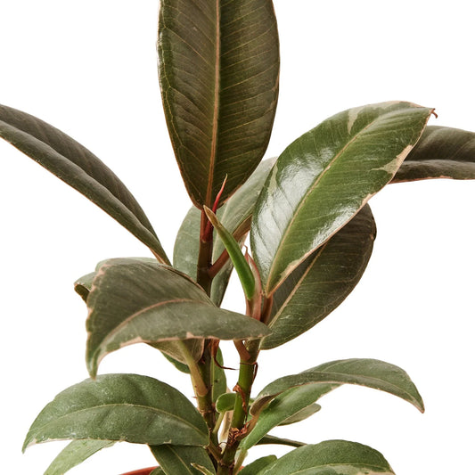 Close-up of a rubber plant with green leaves on a white background