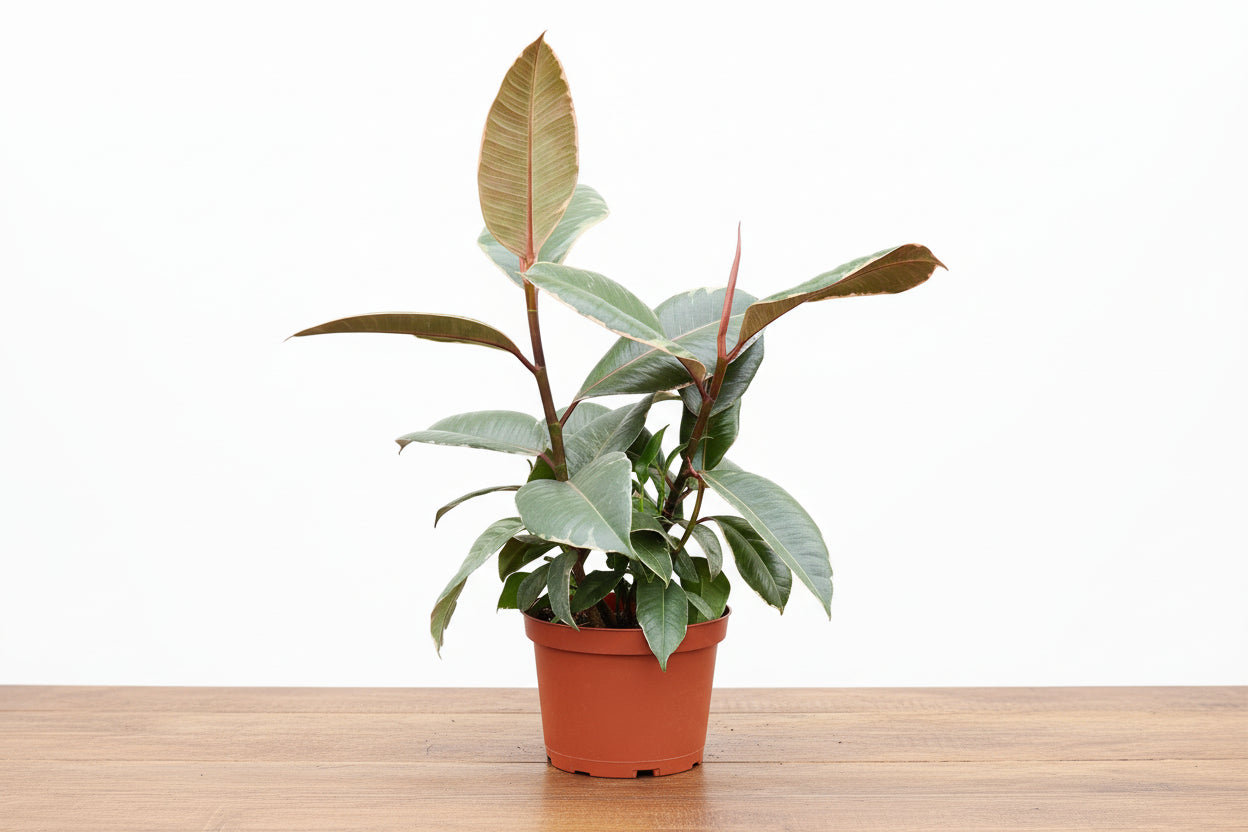 Person holding a potted plant wearing a denim apron on a white background
