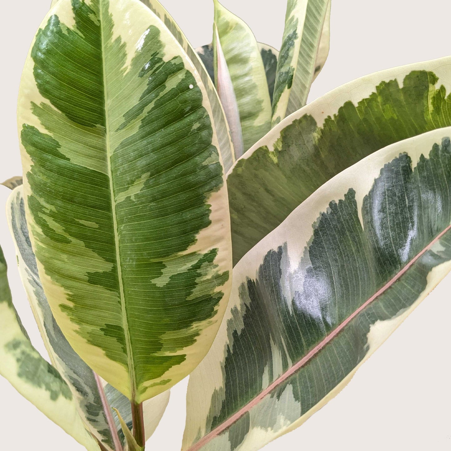 Close-up of a green and yellow leaf with a white background