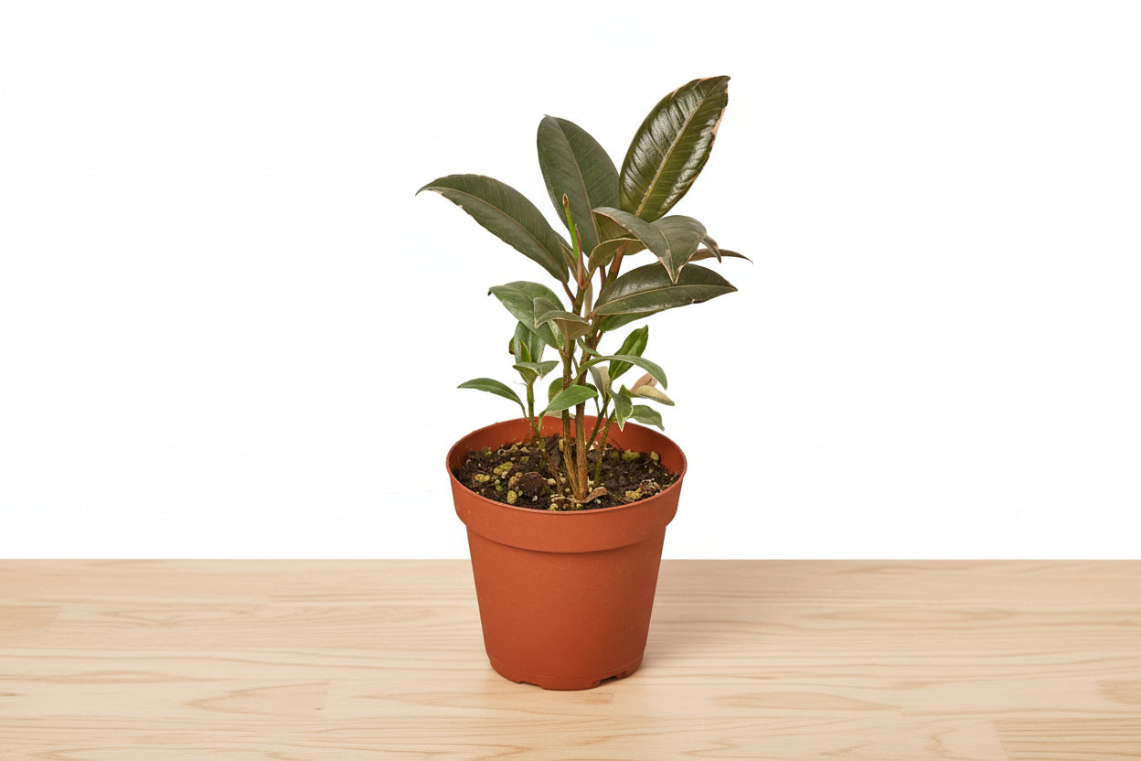 Potted plant with green leaves on a white background