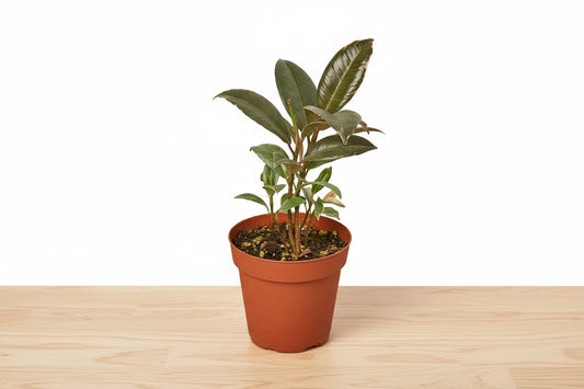 Potted plant with green leaves on a white background