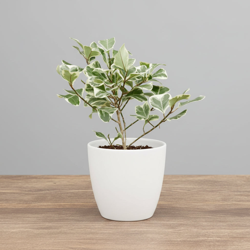  potted plant with green and white leaves in a white pot sitting on a brown table with grey background