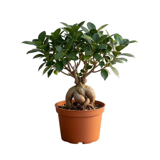 Potted ficus ‘ginseng’ with a thick trunk with green leaves growing on a thick trunk in a brown pot.