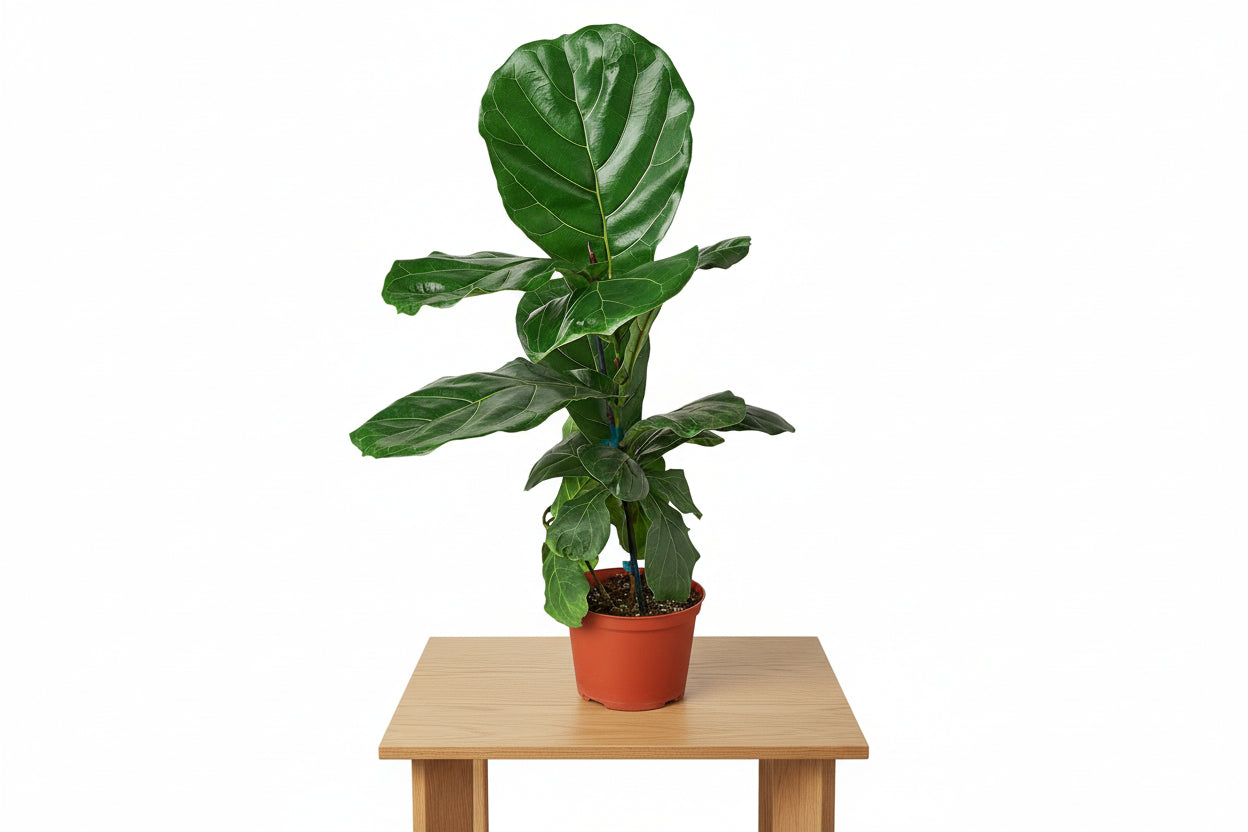 Potted fiddle leaf fig plant on a white background