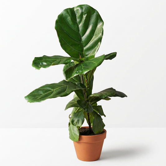 Potted fiddle leaf fig ‘lyrata’ plant with large green leaves in a brown 6 inch pot sitting on a white surface with white background.
