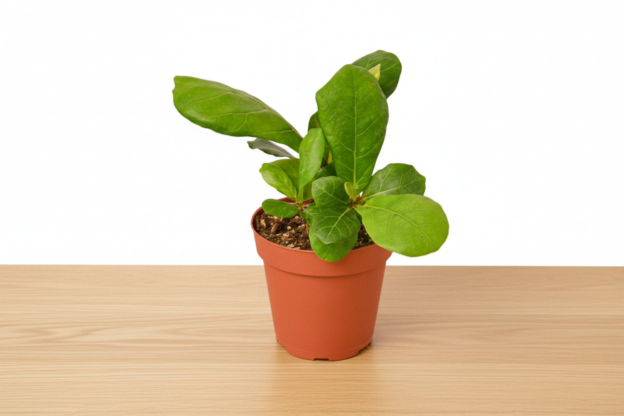 Potted plant with green leaves on a white background