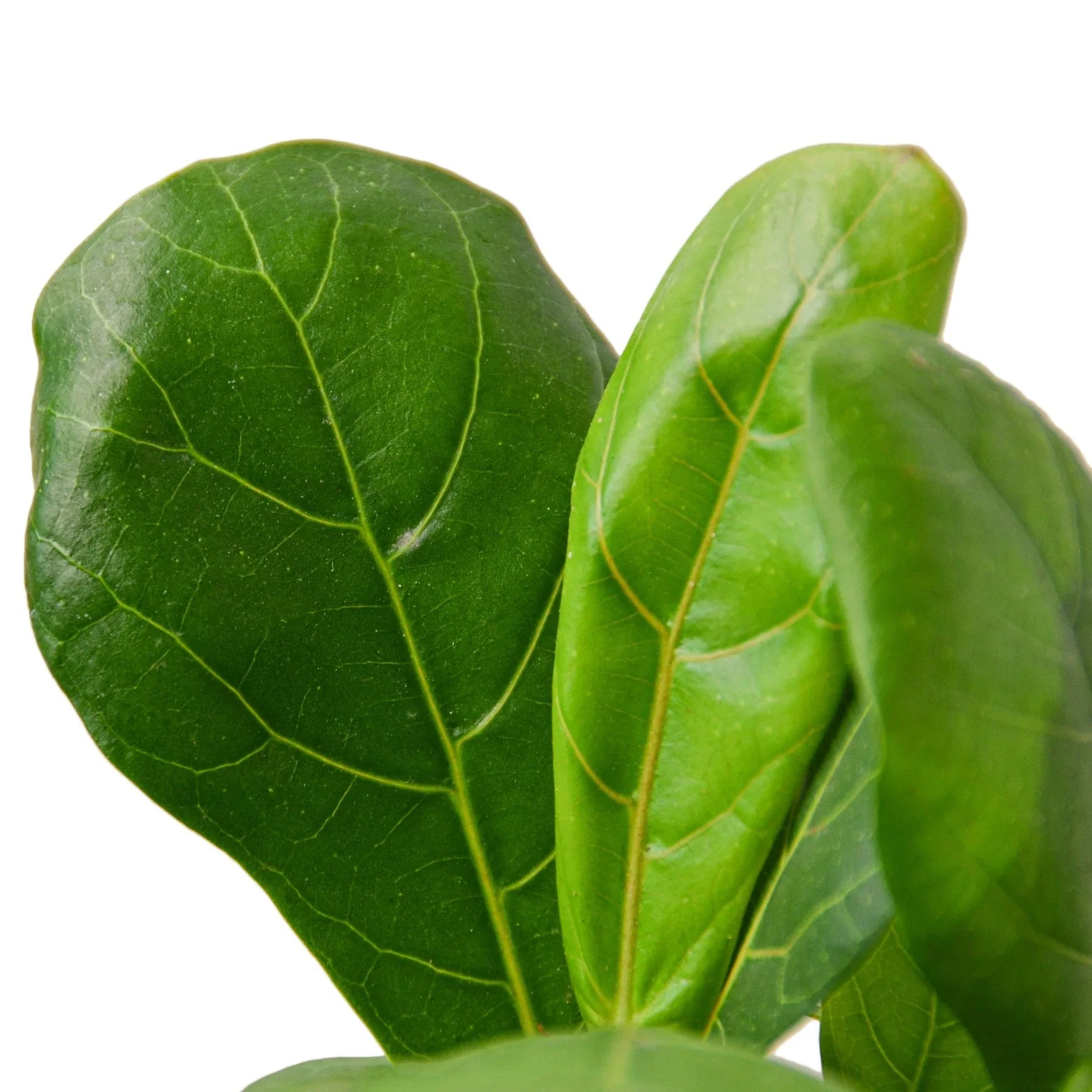 Close-up of green leaves on a white background