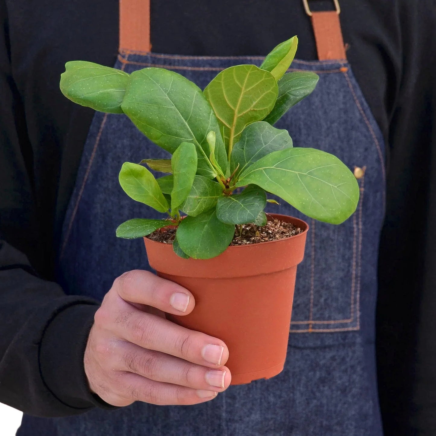 Person holding a potted plant with a focus on the plant and hand