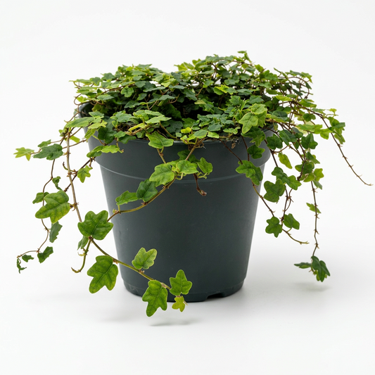 A potted trailing ivy ficus ‘string of frogs’ with glossy green frog shaped leaves and thin vines draping over the sides of a green plastic pot, on a white surface set against a plain white background.