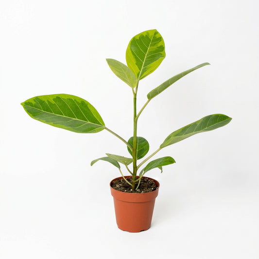 A potted variegated Ficus ‘yellow gem’ plant with green and yellow variegated leaves in a 6” terracotta-colored plastic pot, set against a plain white wall and beige surface.