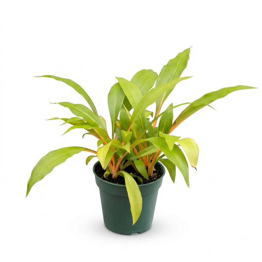 A pet friendly fire flash spider plant with green leave with bright orange stems in a green pot against a white background and white surface.