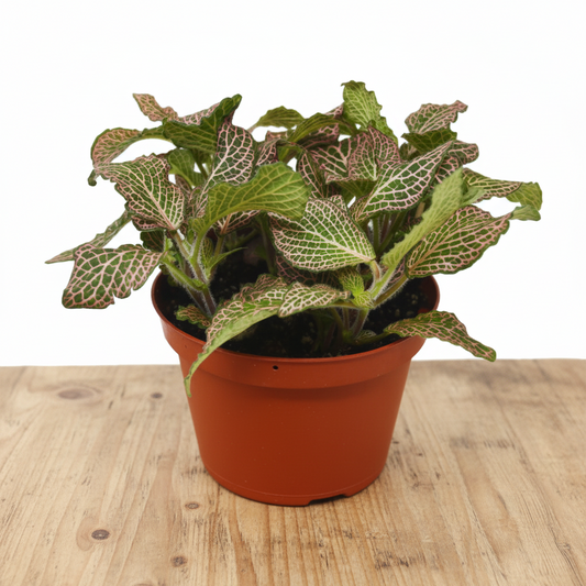 Potted plant sitting on a brown table with white background with plant leaves variegated pink and white colors