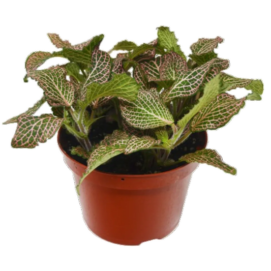 Potted fittonia pink nerve plant with green leaves with detailed pink veins growing in a brown pot.