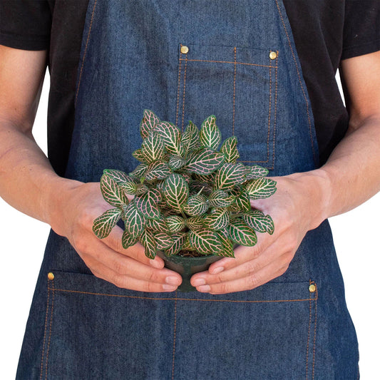 Person wearing a denim apron holding a small potted fittonia pink nerve plant with green leaves with detailed pink veins in a green pot.