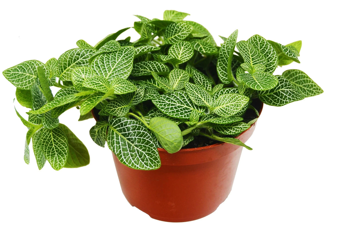 Potted fittonia white nerve plant plant with green velvety textured detailed white vein leaves in a brown pot.