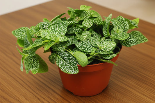 Potted plant with green leaves on a white background
