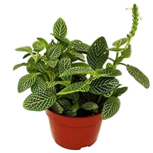 Potted fittonia white nerve plant with green  velvety leaves with detailed white veins growing in a brown pot.