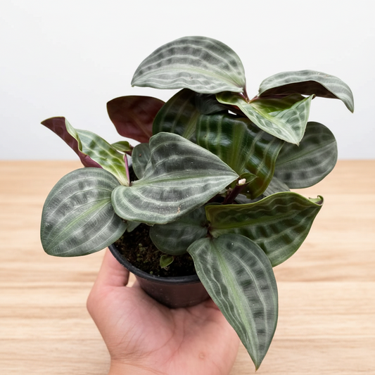 Hand holding a potted plant with striped leaves against a white background and brown table