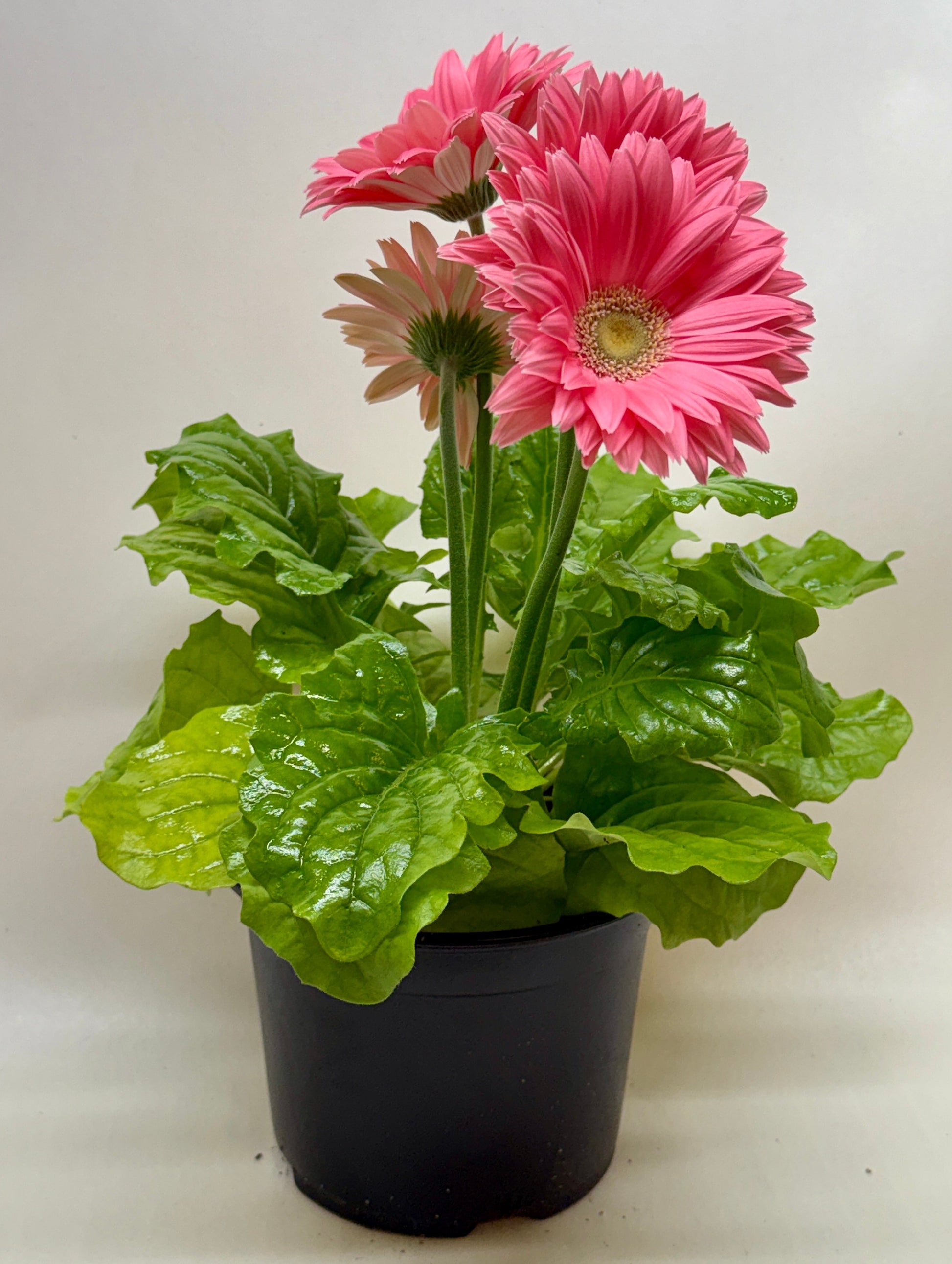 Potted plant with pink flowers and green leaves on a plain background