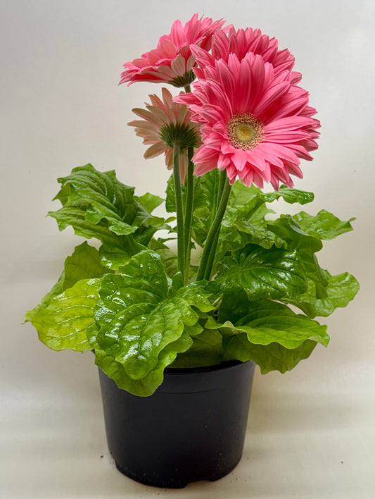 Potted plant with pink flowers and green leaves on a plain background