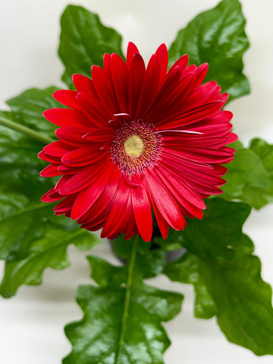 Red flower with green leaves on a white background