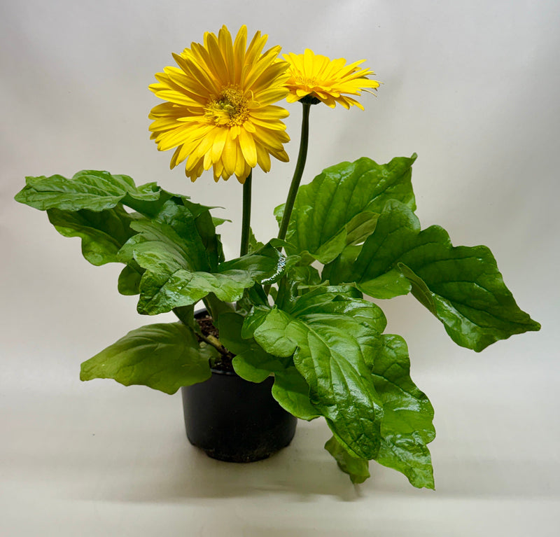 Potted gerbera daisy plant with bright vibrant yellow flowers and green leaves in a black pot on a white background.
