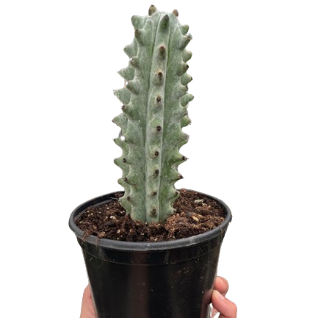 Potted Ghost White ‘Boobie’ Cactus held by a hand on a white background