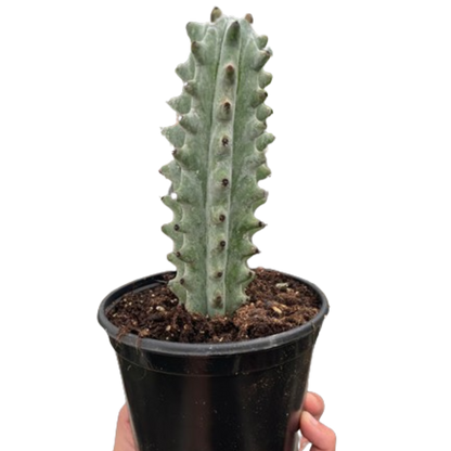 Potted Ghost White ‘Boobie’ Cactus held by a hand on a white background