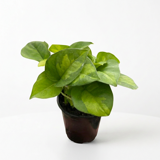 A small potted ‘global green’ pothos with green on green variegation in a small black pot on white surface and background. 