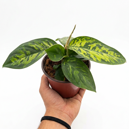 Hand holding a potted homalomena camouflage plant with green variegated camouflage leaves in a brown pot on a white background.