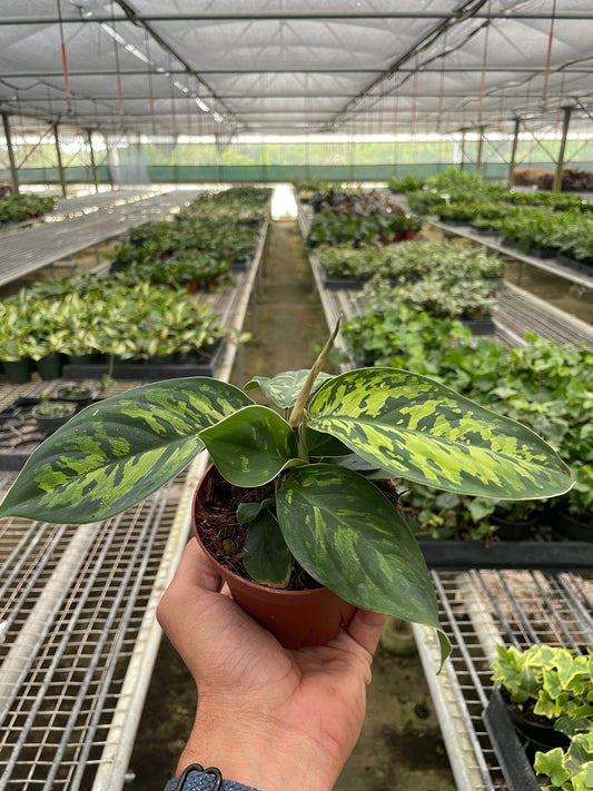 Hand holding a potted homalomena camouflage plant with green variegated leaves in a brown pot in a greenhouse setting.