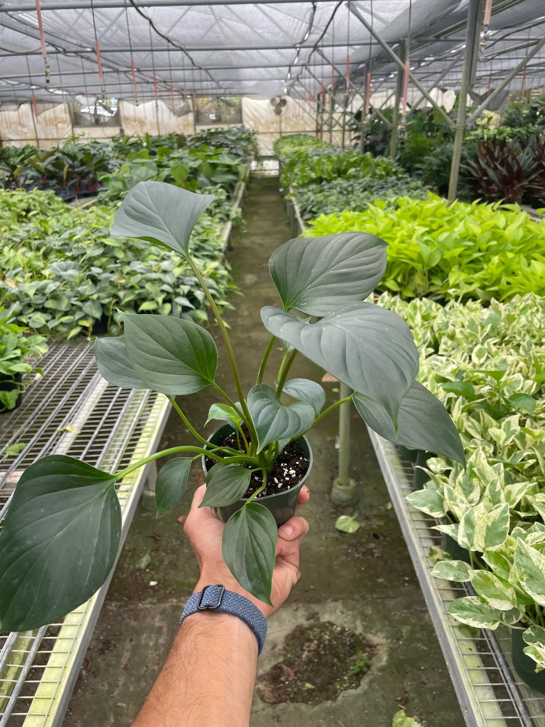Hand holding a potted plant in a greenhouse setting