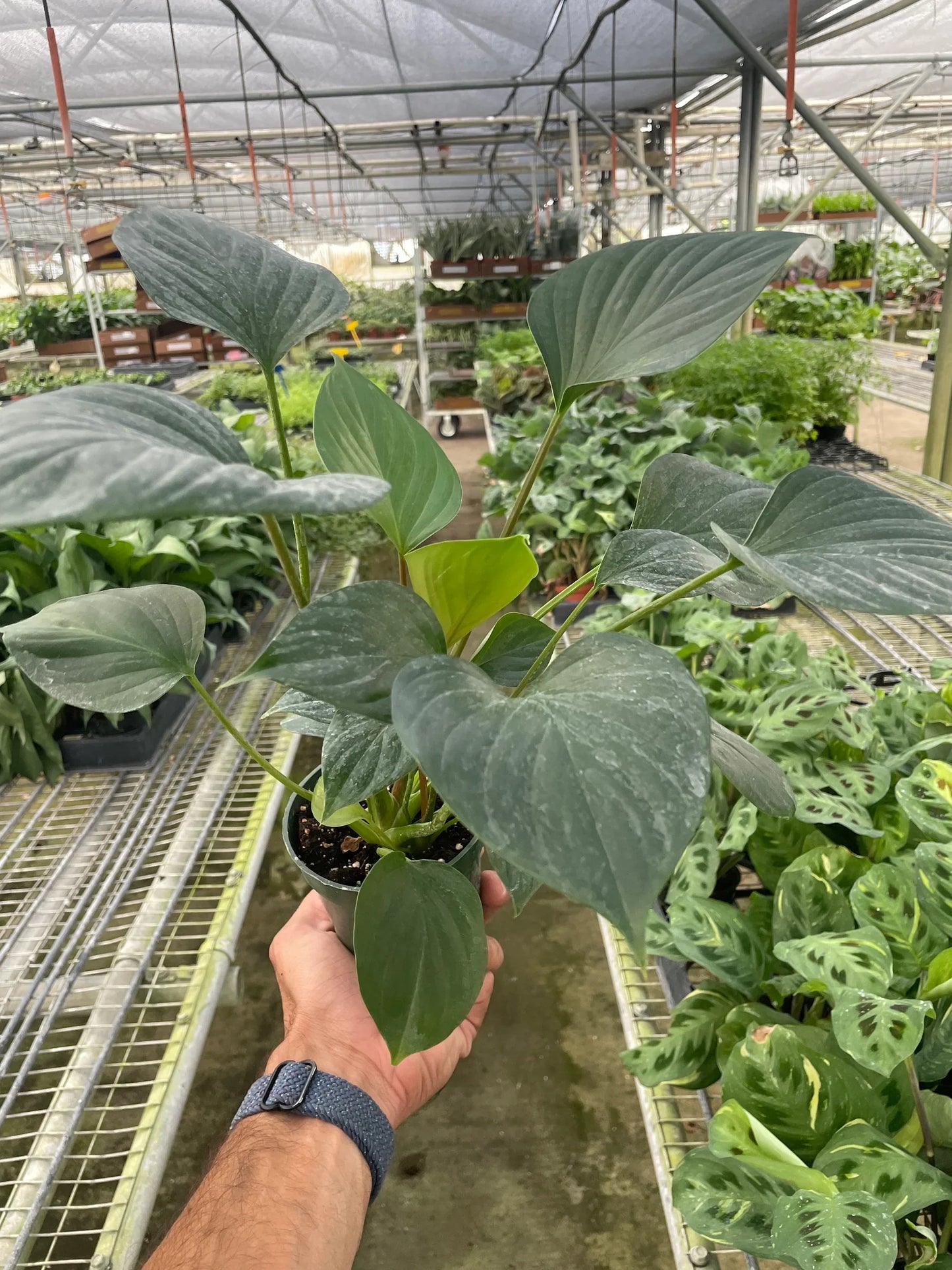 Hand holding a potted plant in a greenhouse setting