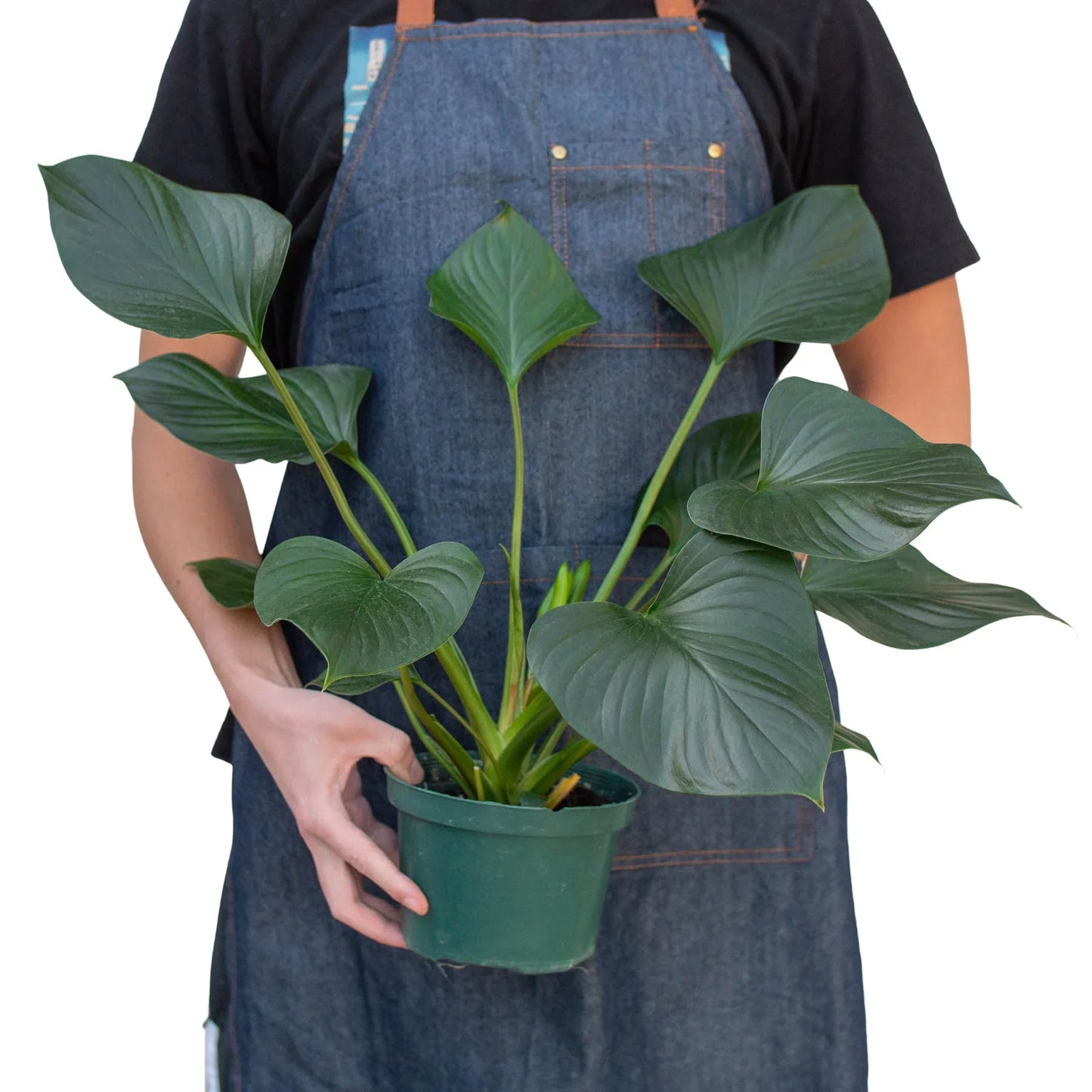 Person holding a potted plant wearing a denim apron on a white background