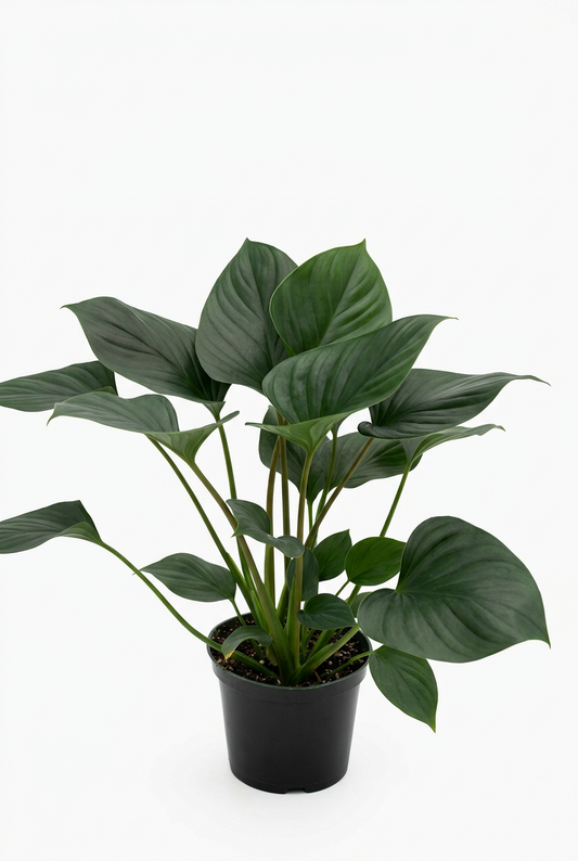 Potted compact homalomena emerald gem plant with large glossy cup shaped green leaves in a black pot on a solid white surface.