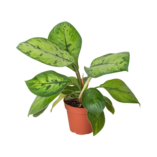 Potted homalomena selby plant with large green on green variegated leaves in a brown pot.