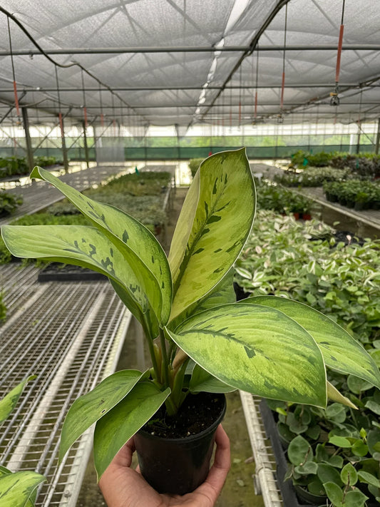 Potted Homalomena 'Selby' plant with big green on green variegated leaves in a black pot held in a greenhouse setting.