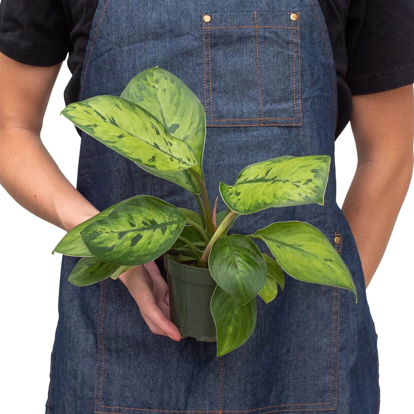 Person wearing a denim apron holding a potted plant with a white background