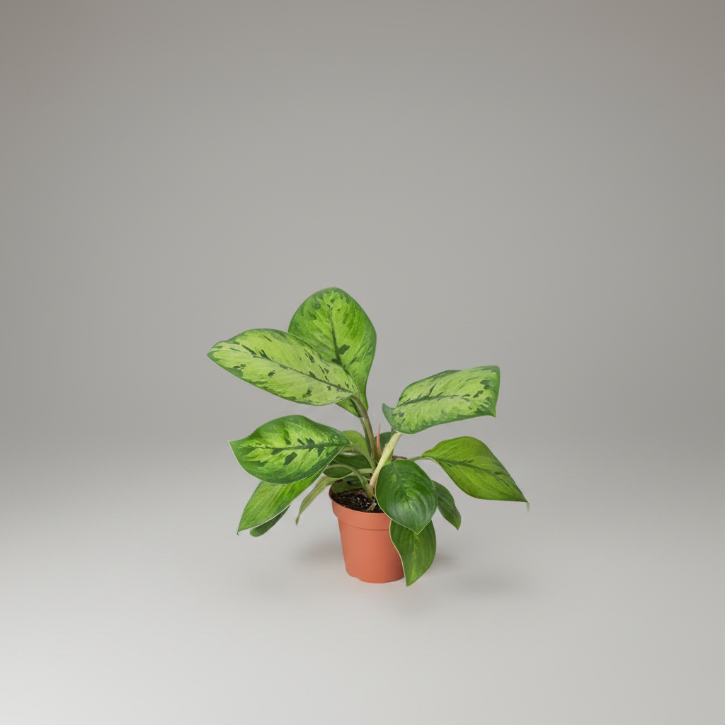 Potted plant with green leaves on a white background