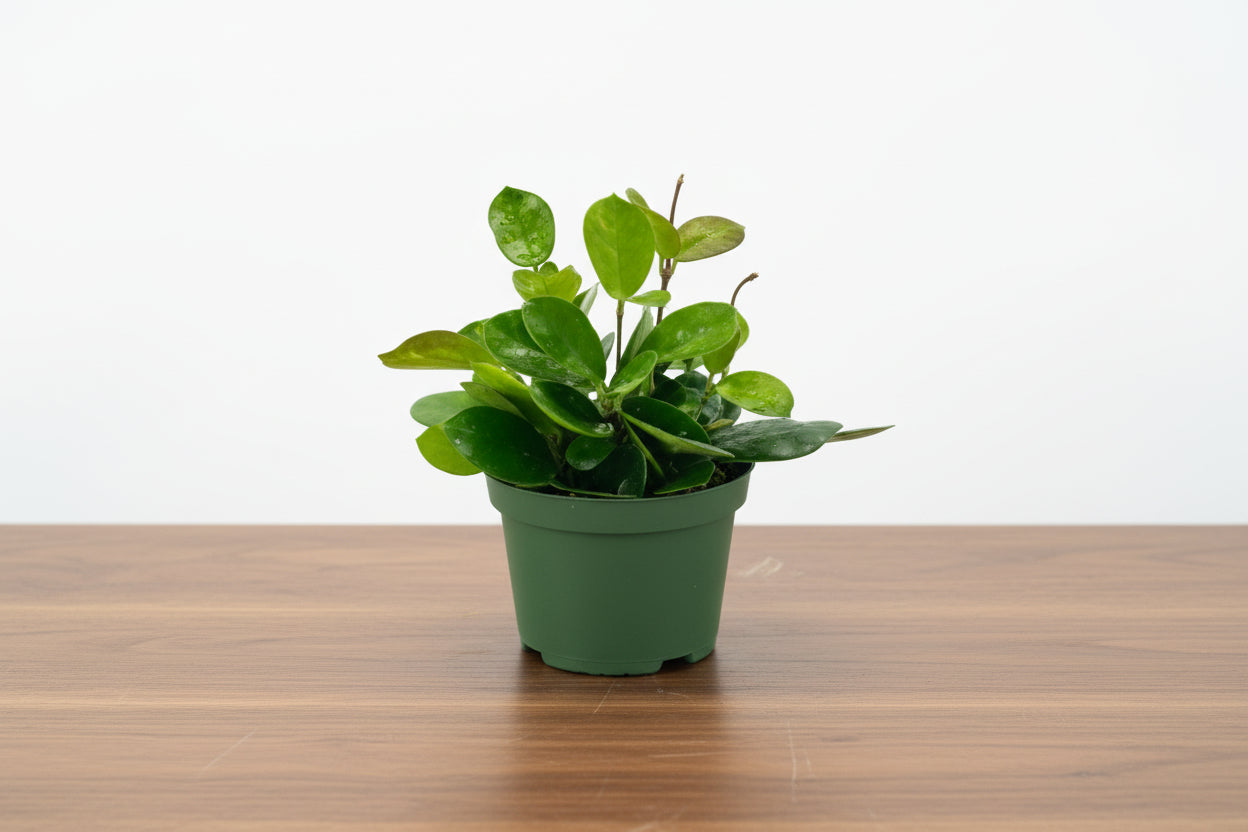 Small potted plant on a white background