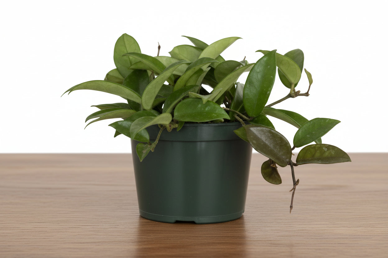 Potted plant on a white background