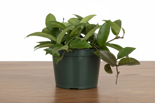 Potted plant on a white background